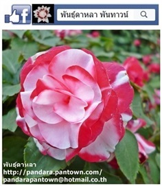 ดอกเทียนกุหลาบ สีชมพูขาว