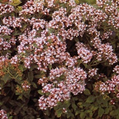 Pot Marjoram