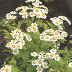 Feverfew 