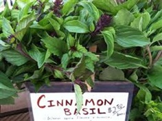 Basil Cinnamon 