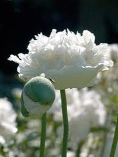 Poppy White Cloud