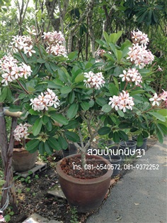 ลีลาวดี