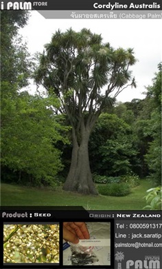 เมล็ดจันผาออสเตรเลีย-Cordyline Australis