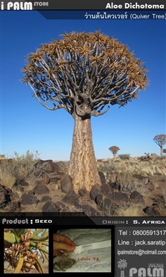 เมล็ดว่านต้นไควเวอร์ (Aloe Dichotoma)