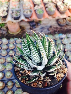 Haworthia ม้าลาย