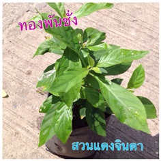 ทองพันชั่ง