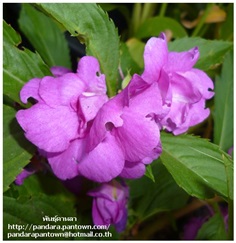 ดอกเทียนไทยดอกซ้อนสีม่วง