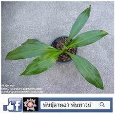 ทองใบต้เศรษฐีสิทธิโชค