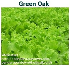 Green Oak