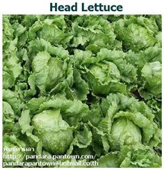 Head Lettuce