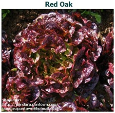 Red Oak