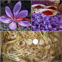 หญ้าฝรั่น - Crocus Sativus, Saffron