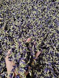 Dried Butterfly Pea Flower Tea From Thailand