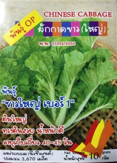 ผักกาดขาวใหญ่ CHINESE CABBAGE