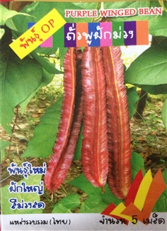 เมล็ดถั่วพูฝักม่วง PURPLE WINGED BEAN