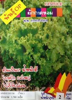 เมล็ดผักกาดหอม LETTUCE