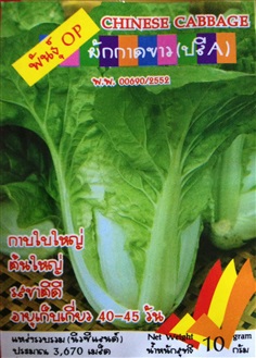 เมล็ดผักกาดขาวปลี CHINESE CABBAGE