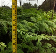 Cyathea cooperri. ทรีเฟิรน์ออสเตเรีย