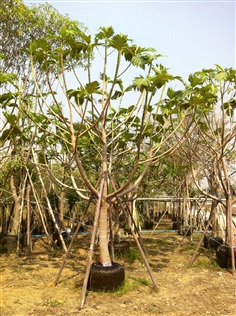 สาเก5&quot;