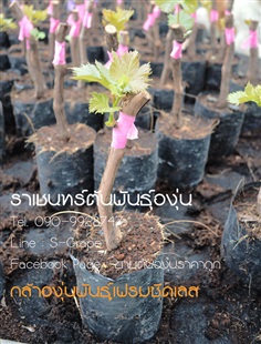 ต้นองุ่นไร้เมล็ดเฟรม