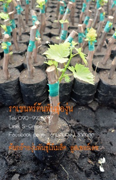 องุ่นรูสเพอร์เลส