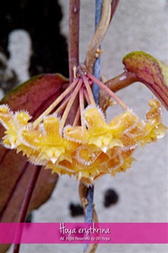 Hoya erythrina