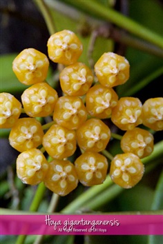 Hoya gigantanganensis