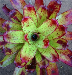 สับปะรดสี (Bromeliad) Neo. Angle Face 