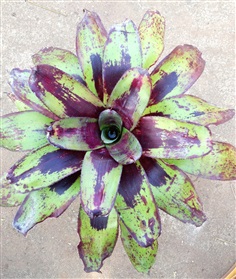 สับปะรดสี (Bromeliad) Neo. Paint Lady