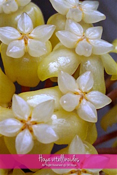 Hoya vitellinoides โฮย่าวิเทลลินอนเดส