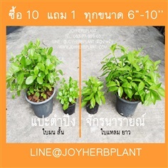 ขายแปะตำปึง จักรนารายณ์  (ใบกลม-ใบรียาว) ซื้อ 10แถม 1 ทุกขนา