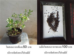  ผักโพสเลน Portulaca oleracea(บริการส่งทางไปรษณีย์) 