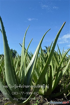 ว่านหางจระเข้ Barbadensis mill