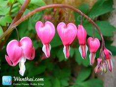 ขายส่ง ดอกรูปหัวใจ Bleeding Heart (Dicentra)