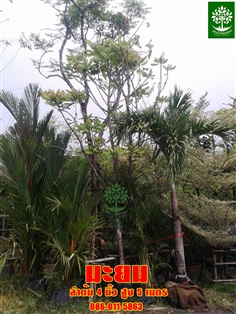 ขายต้นมะยม4นิ้วสูง5เมตร