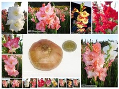 Gladiolus