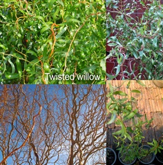 ต้น Twisted Willow