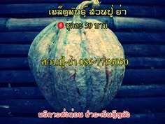 เมล็ดพันธุ์ผัก พื้นเมือง พื้นบ้าน