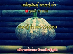 เมล็ดพันธุ์ผัก พื้นเมือง พื้นบ้าน