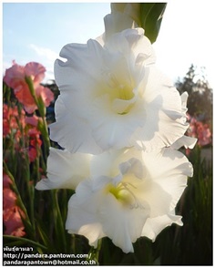 Gladiolus