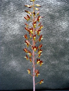 ว่านอึ่ง Eulophia macrobulbon Par. &amp; Reichb.f