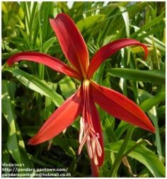 Sprekelia formosissima