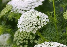 Ammi majus : Queen ann&#39;s lace แอมมิ เมจัส / 50 เมล็ด