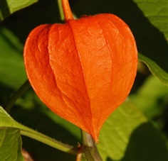 Chinese lantern โคมไฟจีน / 20 เมล็ด