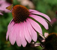 Echinacea : Purple อิชิเนเซีย / 50 เมล็ด