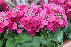 Fairy primrose : Pink แฟรี่ พรีมโรส  / 30 เมล็ด