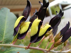 Kennedia : Black coral เคนนิเดีย / 10 เมล็ด