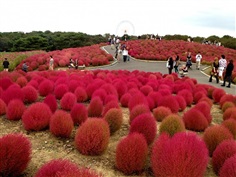 Kochia โคเชีย / 100 เมล็ด