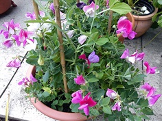 Sweet Pea : Dwarf Mix สวีทพี / 10 เมล็ด