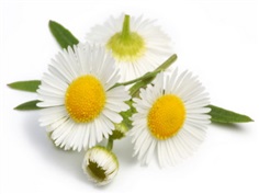 Chamomile : German คาร์โมไมล์ / 200 เมล็ด